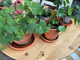 Six house plants - thumbnail 3 of 4