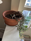 2 House plants - thumbnail 3 of 3