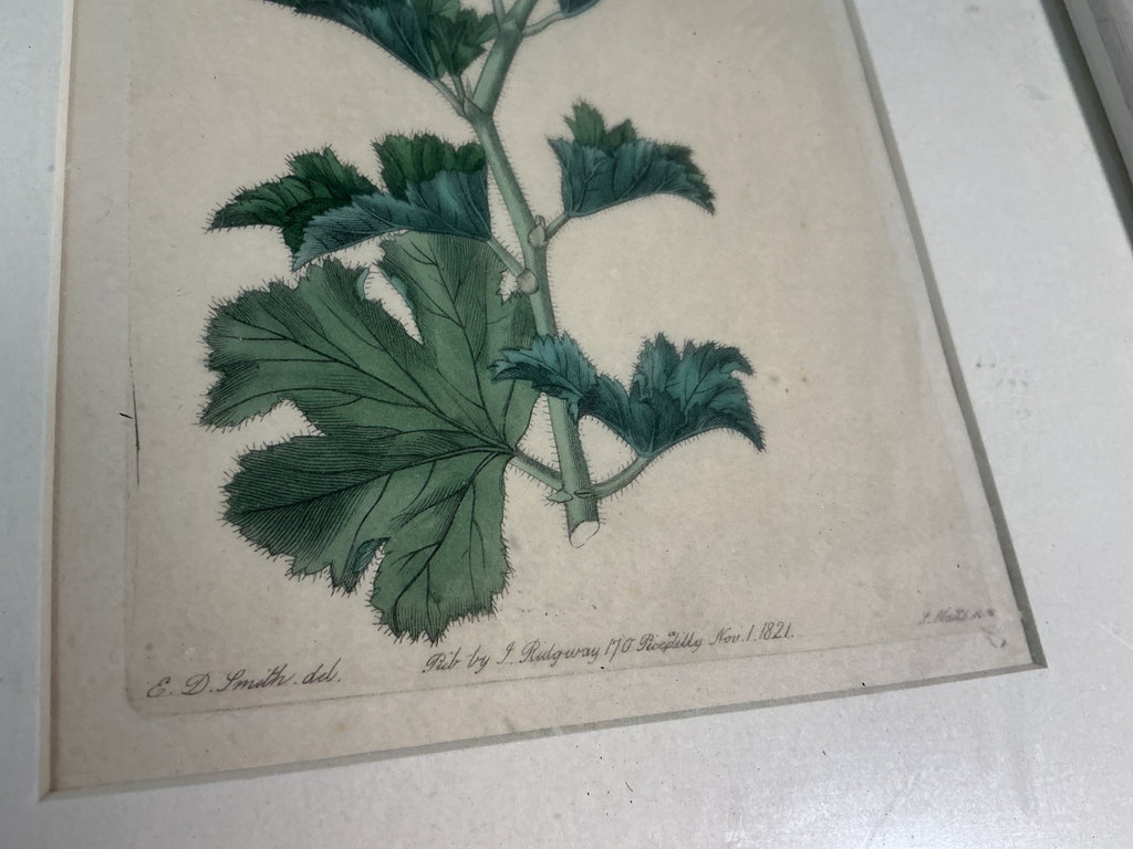 X-frame black table, framed botanical print, and fruit-themed decorative tray - image 5 of 7