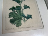 X-frame black table, framed botanical print, and fruit-themed decorative tray - thumbnail 5 of 7
