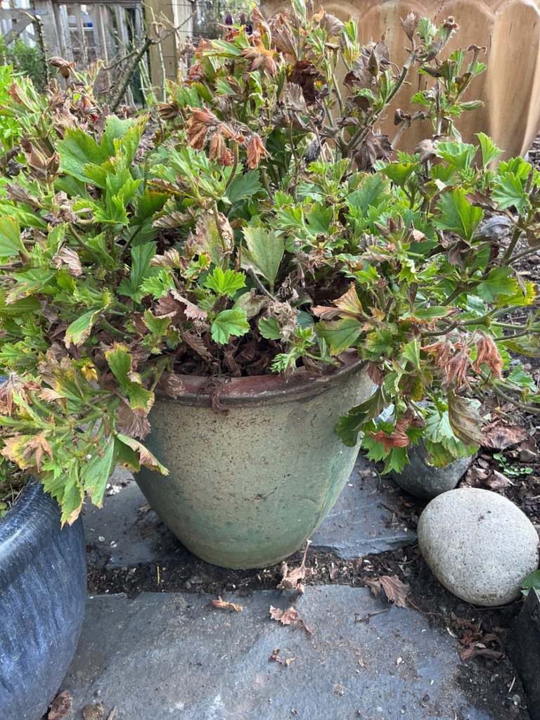 Six planters, gardenia - image 4 of 5