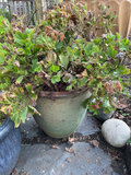 Six planters, gardenia - thumbnail 4 of 5