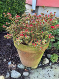 Six outdoor planters - thumbnail 10 of 10