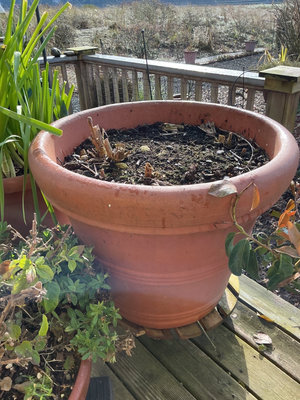 Assorted pots with multiple plants - Image 1 of 6