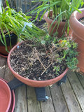 Assorted pots with multiple plants - thumbnail 4 of 6