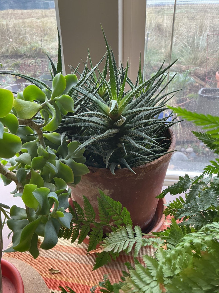 Three house plants, fern, succulents - image 4 of 4