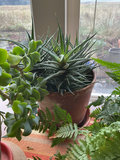 Three house plants, fern, succulents - thumbnail 4 of 4