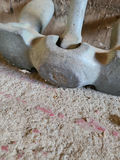 Rope and Boat Anchor A - thumbnail 7 of 8