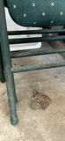 Green Folding Chairs B - thumbnail 7 of 8