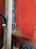 Two-wheeled Wheelbarrow  B - thumbnail 5 of 9
