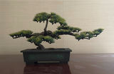 Decorative Vase, Jar and Bonsai Sculpture - thumbnail 4 of 4