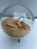 Glass globe sand display with seashells and starfish on brass stand - thumbnail 3 of 4