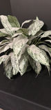 Artificial Potted Plant and Woven Bamboo Trays - thumbnail 2 of 8