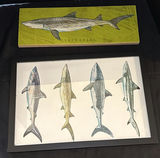 Shark Wall Art Set - thumbnail 1 of 4