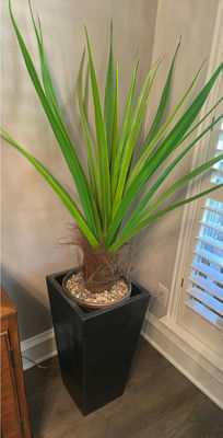 Tall Potted Green Plant in Black Square Planter - Image 1 of 3