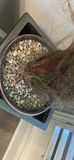 Tall Potted Green Plant in Black Square Planter - thumbnail 3 of 3
