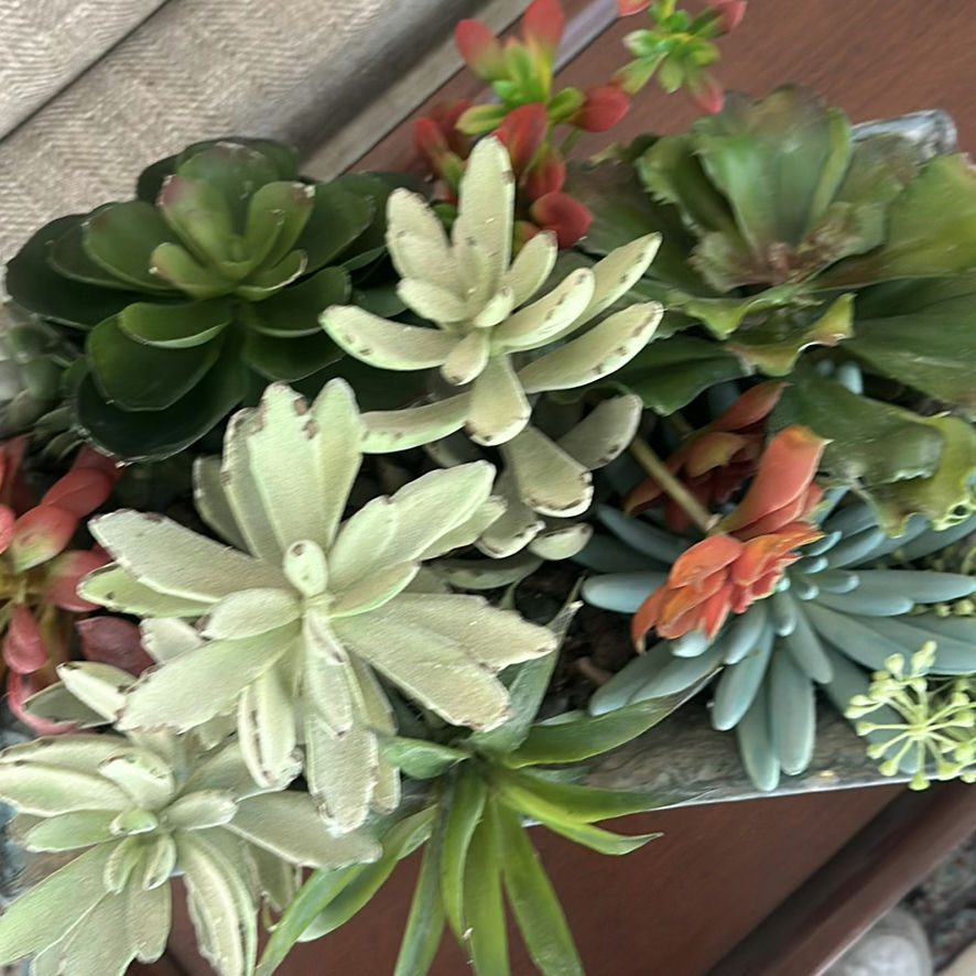 Gardening Books with Succulent Planter - image 6 of 6