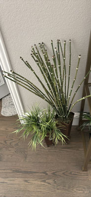 Decorative Potted Plants and Green Topiary Spheres - Image 1 of 6