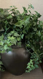 Three Potted Decorative Plants - thumbnail 3 of 4