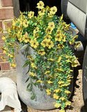 Two Tall Copper Metal Planters - thumbnail 6 of 6