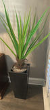 Tall Potted Green Plant in Black Square Planter - thumbnail 2 of 3