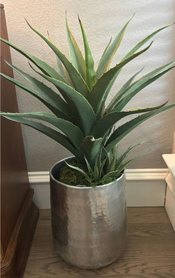 Three Potted Decorative Plants - Image 1 of 4