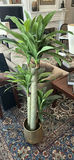 Tall Potted Dracaena Plant - thumbnail 2 of 3