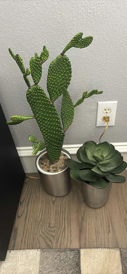 Assorted Potted Plants - Image 1 of 5