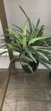 Decorative Potted Plants and Green Topiary Spheres - thumbnail 4 of 6