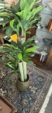 Tall Potted Dracaena Plant - thumbnail 1 of 3