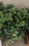 Three Potted Decorative Plants - thumbnail 2 of 4