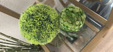 Decorative Potted Plants and Green Topiary Spheres - thumbnail 2 of 6