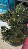 Artificial Pine Tree and Artificial Japanese-style Bonsai Tree - thumbnail 2 of 4