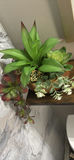 Decorative Wall Shelves with Potted Succulents - thumbnail 5 of 8