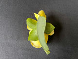 Floral embossed ceramic tiles on metal display stands, sculpted ceramic yellow rose - thumbnail 10 of 13