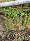 Antique Farming and Ranching tools - thumbnail 10 of 15