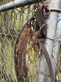 Antique Farming Equipment and Tools - thumbnail 6 of 9
