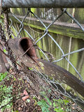 Antique Farming Equipment and Tools - thumbnail 9 of 9
