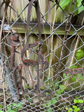 Antique Farming Supplies and Tools - thumbnail 6 of 8