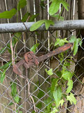 Antique Farming Equipment and Tools - thumbnail 3 of 9