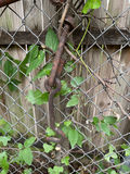 Antique hooks, bar, and chain hardware - thumbnail 4 of 7