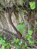 Antique Farming Supplies and Tools - thumbnail 2 of 8
