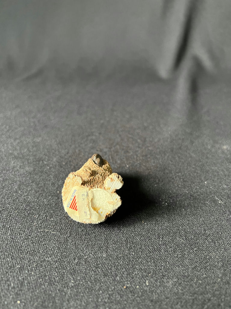 Koala Figurines Collection - image 5 of 17