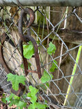 Antique Farming Supplies and Tools - thumbnail 3 of 8