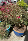 4 Ceramic Pots, 3 With Live Plants - thumbnail 2 of 5