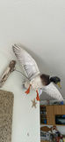 Duck and Bird Wall Art Decor Set - thumbnail 5 of 7
