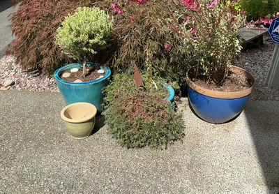 4 Ceramic Pots, 3 With Live Plants - Image 1 of 5