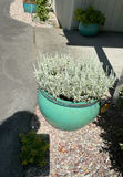 4 Large Turquoise Ceramic Pots, 3 With Live Plants - thumbnail 8 of 10