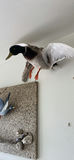 Duck and Bird Wall Art Decor Set - thumbnail 4 of 7