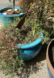 4 Ceramic Pots, 3 With Live Plants - thumbnail 3 of 5